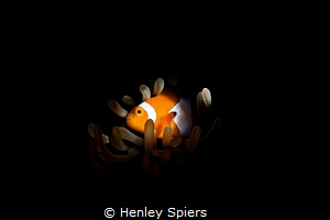 Nemo is a real fish by Henley Spiers 